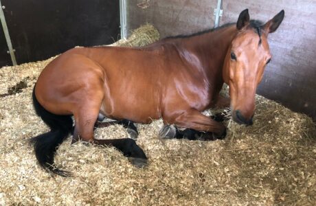 Hong Kong: la FEI approva le nuove Regole di Salto Ostacoli e l’Articolo 259 sul “Jumping Recorded Warning”