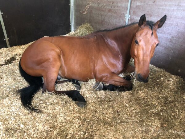 Hong Kong: la FEI approva le nuove Regole di Salto Ostacoli e l’Articolo 259 sul “Jumping Recorded Warning”