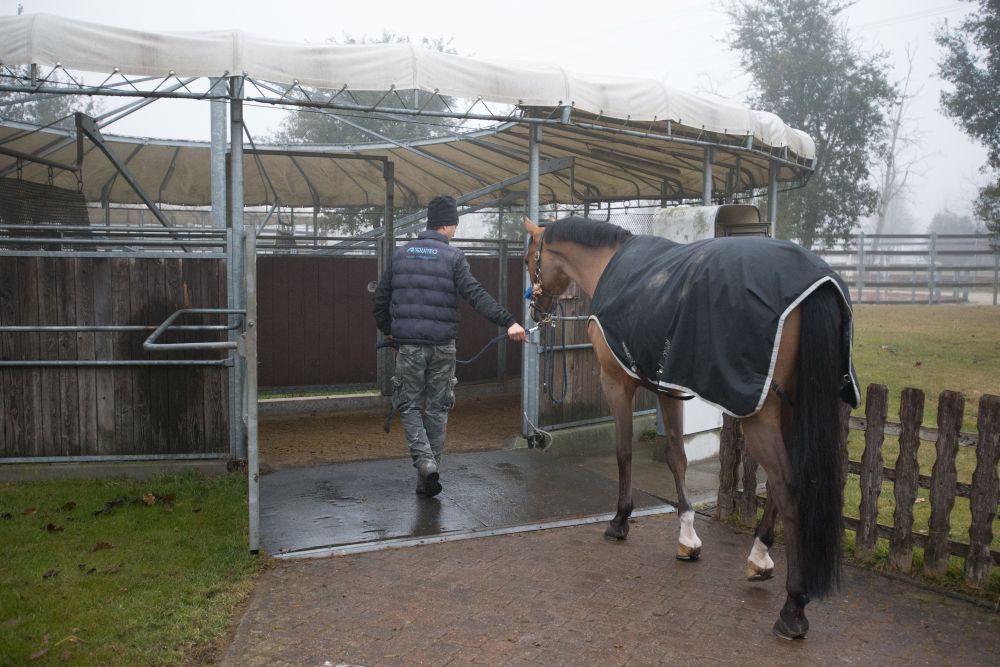 Quando l’Intestino Parla: Capire i disordini digestivi del cavallo e il rischio di coliche