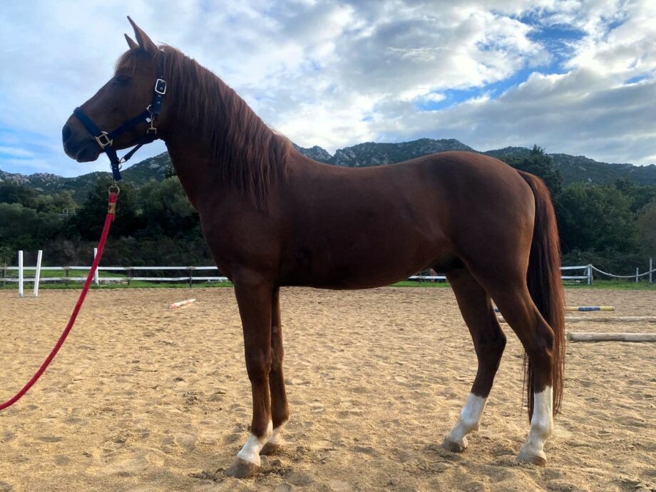 Alla Fieracavalli di Verona arrivano i Cavalli del Sarcidano – La valorizzazione della razza sarda passa anche attraverso lo sport del Polo. 3 cavallo sarcidano 1