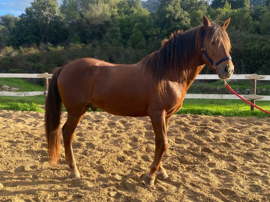 Alla Fieracavalli di Verona arrivano i Cavalli del Sarcidano – La valorizzazione della razza sarda passa anche attraverso lo sport del Polo. 2 cavallo sarcidano 3