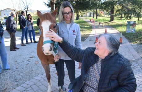 Un cavallo sotto gli alberi.