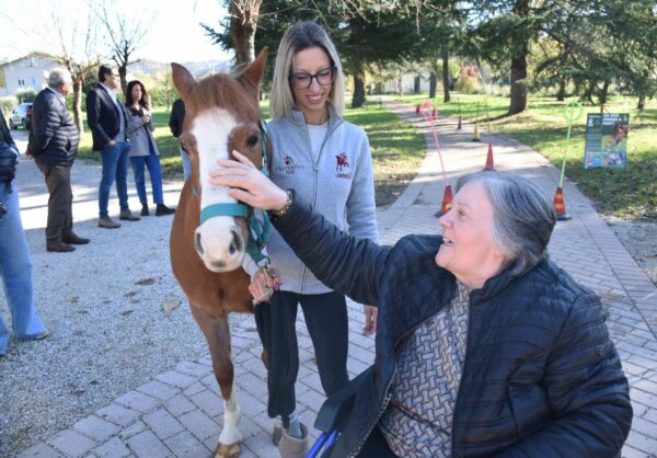 Un cavallo sotto gli alberi.