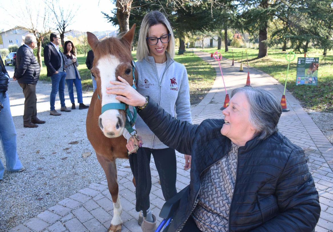 Un cavallo sotto gli alberi.