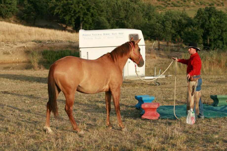 Salire sul trailer senza paura. Come preparare cavallo o puledro alla prima esperienza di carico. 2 trailer 1