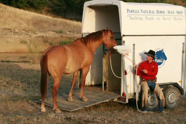 Salire sul trailer senza paura. Come preparare cavallo o puledro alla prima esperienza di carico.