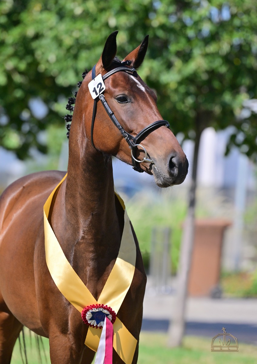 La collaborazione tra Avantea e Erdély Gyula: l’innovazione che cambia l’allevamento di cavalli sportivi 3 Chenequa FH HSH mare test winner 4yo 2025 photo credit MSLT