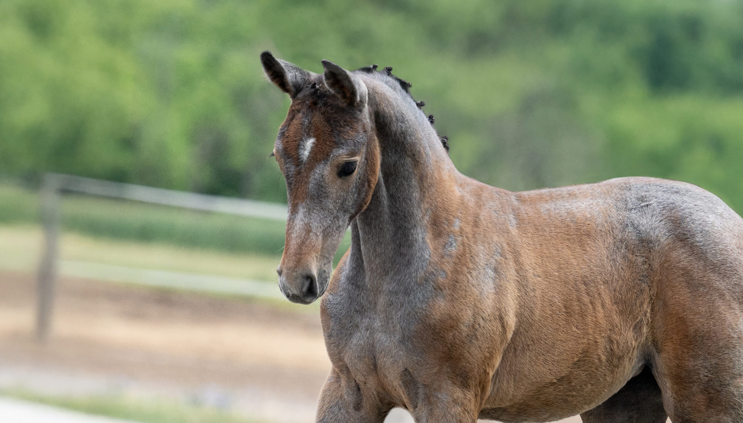 Clarimo ASK x Sanghata filly - photo credit Hajdu Krisztina