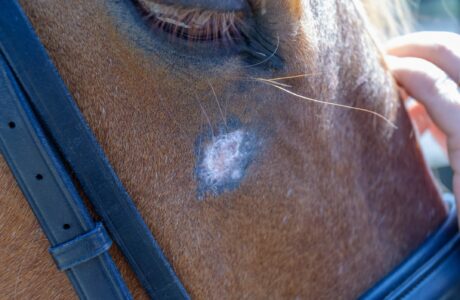 Equine sarcoids affecting horses skin