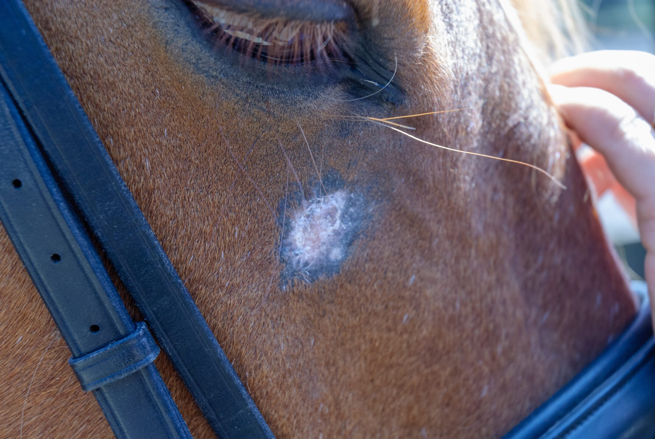 Equine sarcoids affecting horses skin