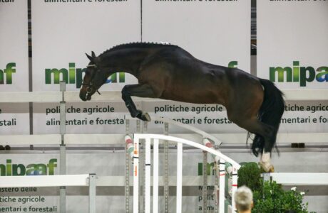 Giovane cavallo durante il salto in libertà