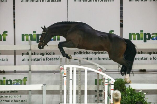 Giovane cavallo durante il salto in libertà