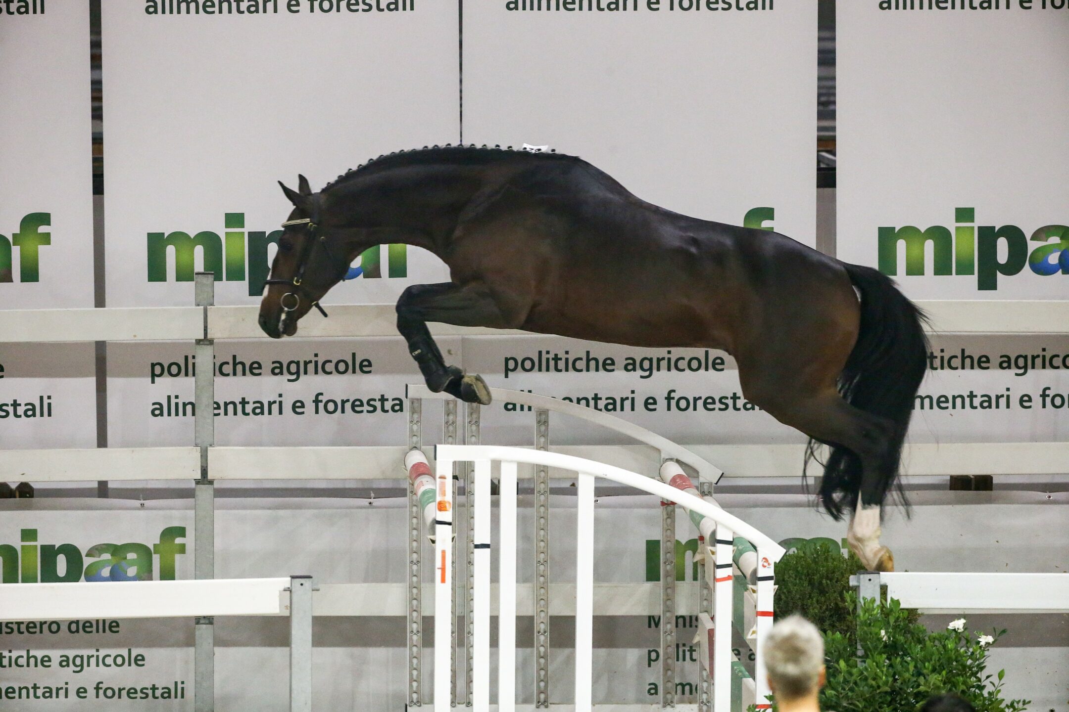 Giovane cavallo durante il salto in libertà