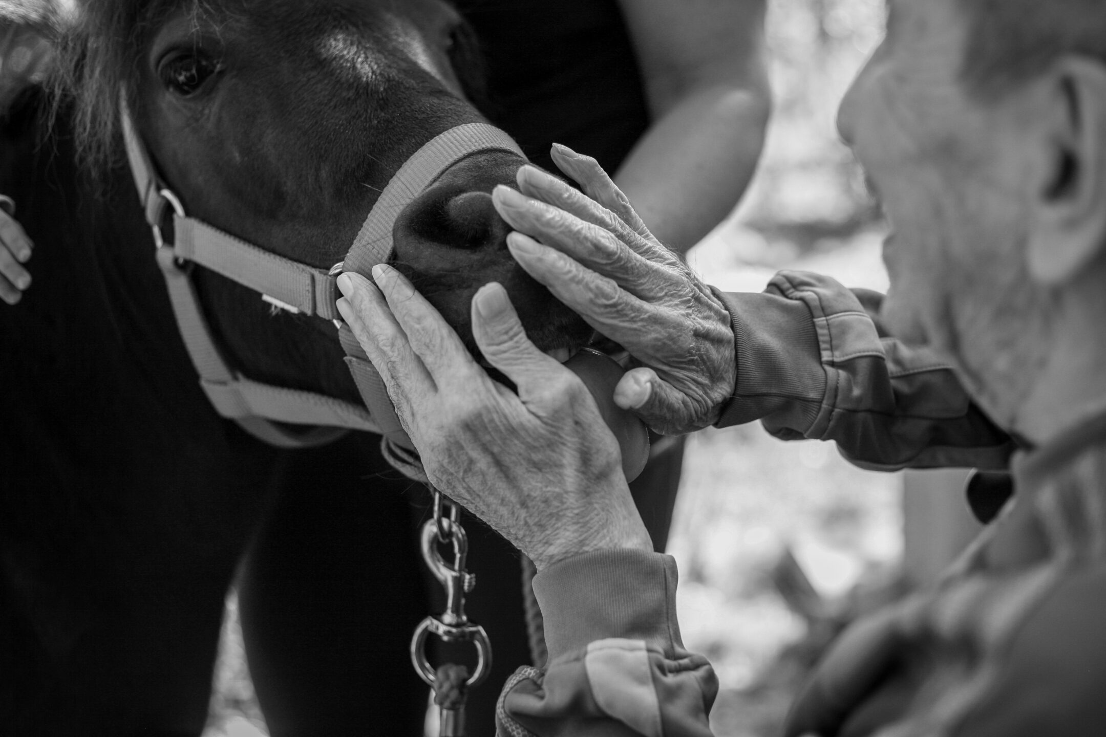 Horse therapy in a retirement home