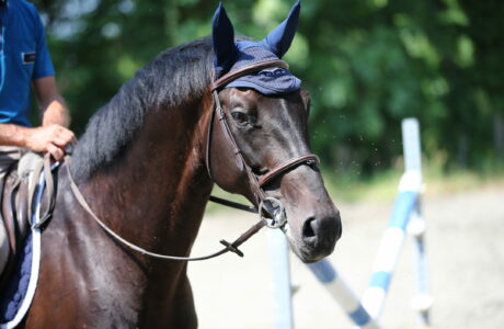 cavallo in allenamento