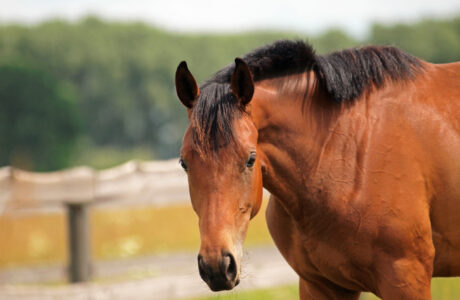 Portrait of a young horse on the ranch
