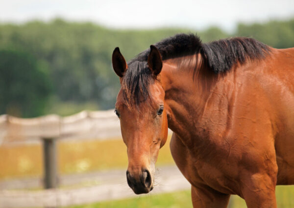 Portrait of a young horse on the ranch