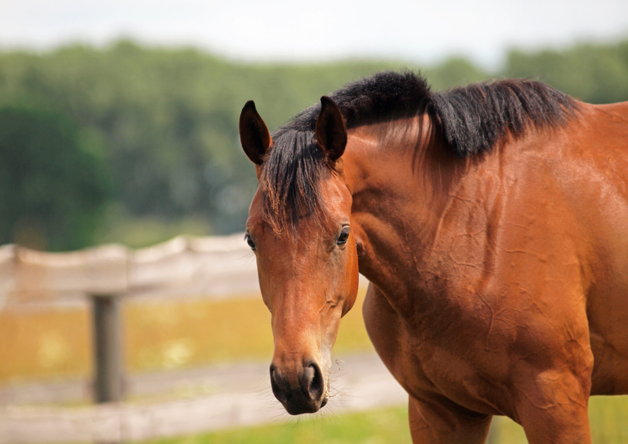 Portrait of a young horse on the ranch