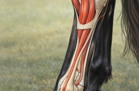 Tendini del cavallo