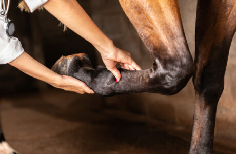 Veterinarian,Examining,Horse,Leg,Tendons