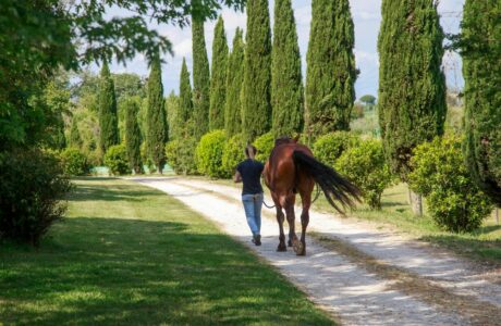 Dominare o collaborare? rapporto uomo cavallo