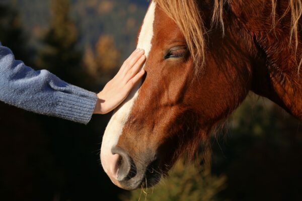 Woman-petting-beautiful-horse-outdoors-on-sunny-day
