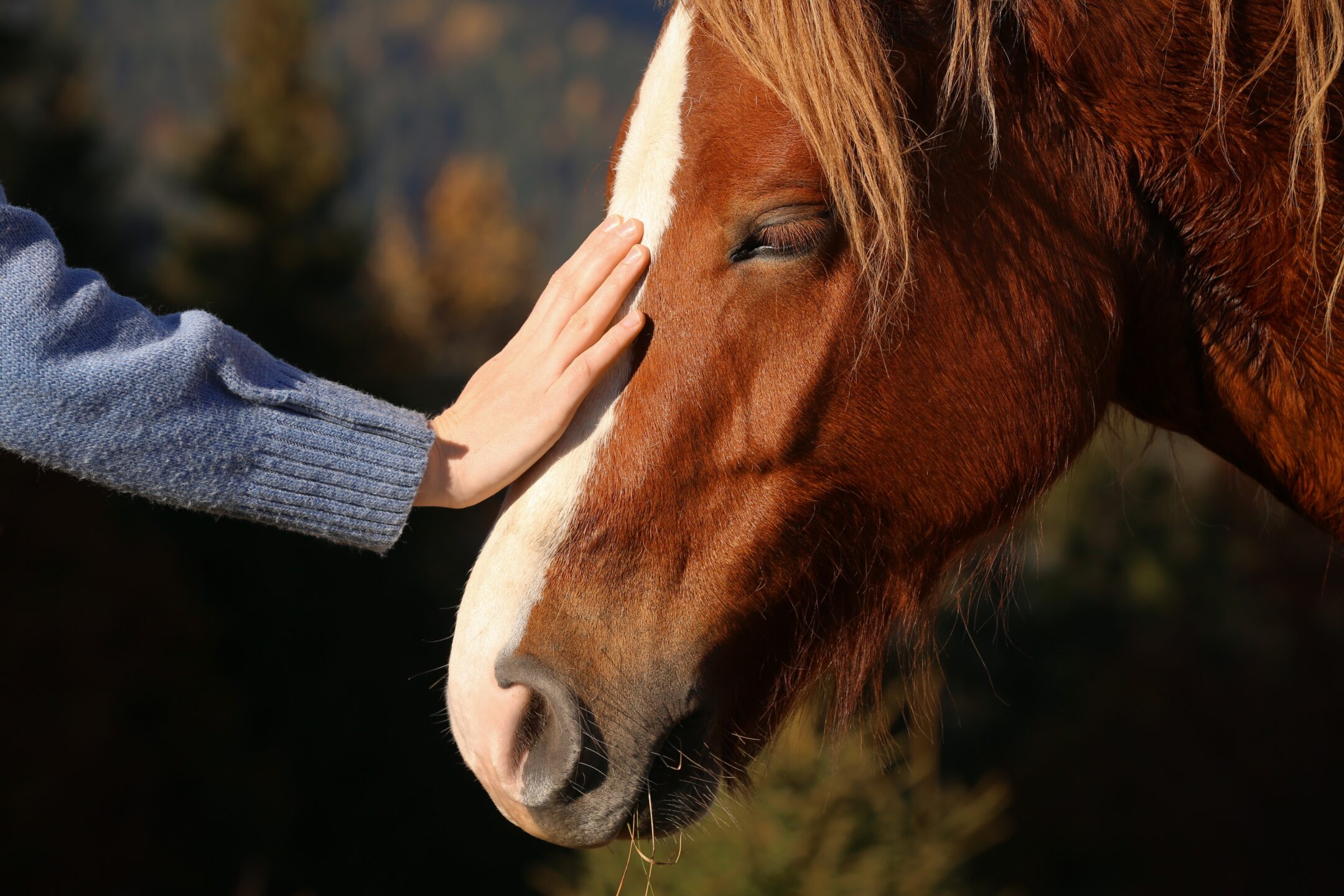 Woman-petting-beautiful-horse-outdoors-on-sunny-day