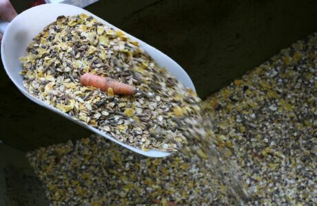 Farmaci e mangimi medicati nei cavalli.