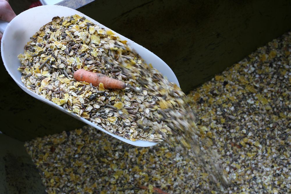 Farmaci e mangimi medicati nei cavalli.