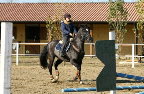 Il galoppo attraverso i cavalletti: sviluppare forza, ritmo ed equilibrio con il metodo Klimke