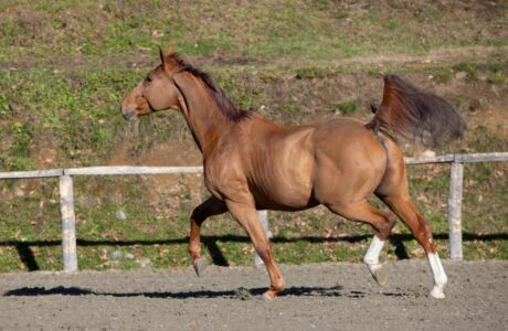 La Federazione Italiana Sport Equestri informa che il Ministero dell’Università e del Merito ha pubblicato il bando del Progetto didattico sperimentale “Studente-atleta di alto livello”