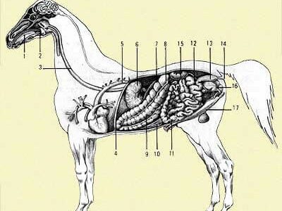 Le coliche nel cavallo, meglio prevenire che curare
