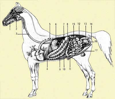 Le coliche nel cavallo, meglio prevenire che curare