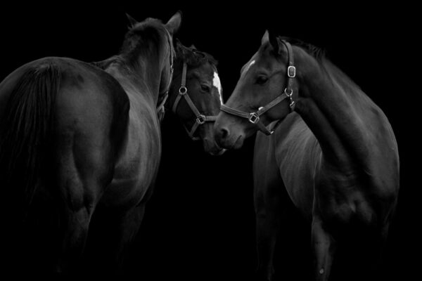 L’inquadramento giuridico del cavallo atleta.
