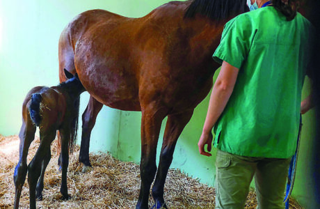 Riproduzione equina: aspetti tecnici della gravidanza e gestione del puledro.