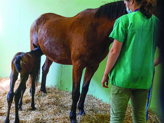Riproduzione equina: aspetti tecnici della gravidanza e gestione del puledro.