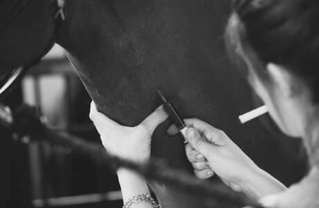 esame del sangue del cavallo