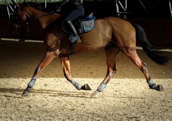 Identificazione e registrazione degli animali, strumenti, obblighi e principali momenti operativi.