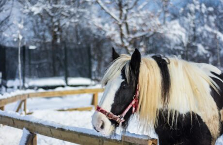 Il cavallo che aspettava la bambina ogni Vigilia