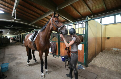 Disinfezioni e disinfestazioni per i cavalli