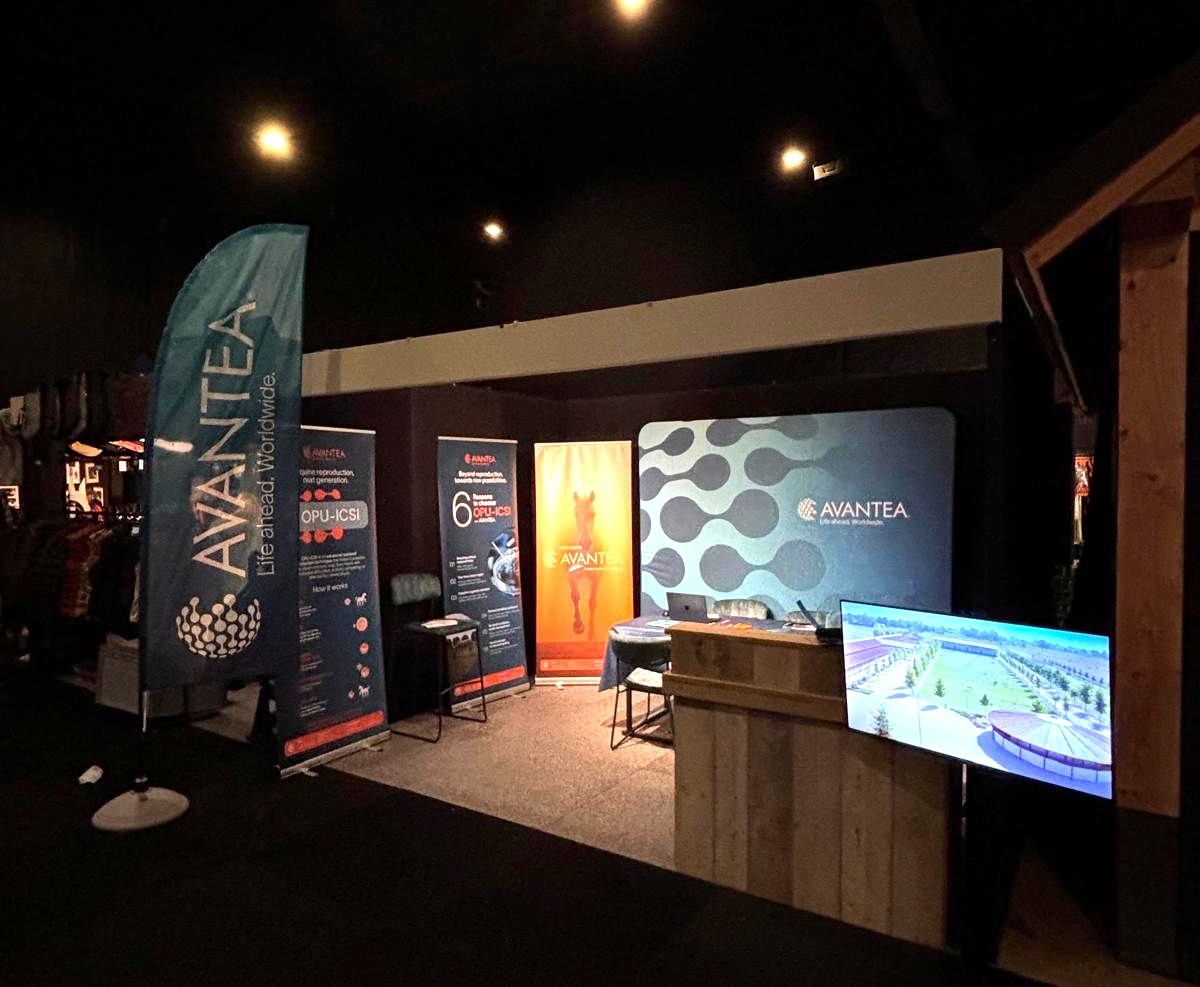 Avantea al KWPN Stallion Show