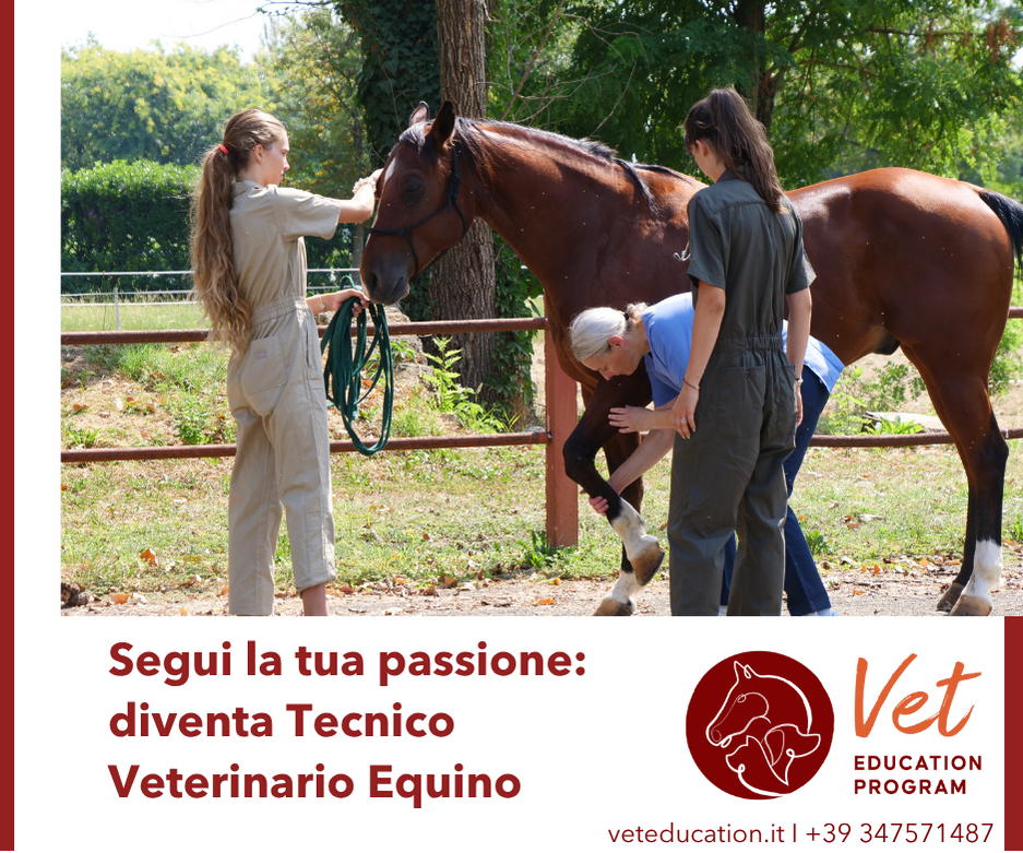 Banner_VetEducation_Square