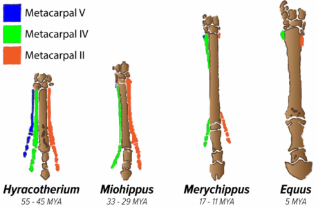 L’evoluzione dello zoccolo del cavallo.