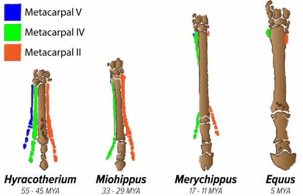 L’evoluzione dello zoccolo del cavallo.