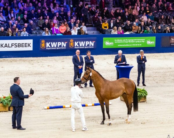 KWPN Stallion Show 2026