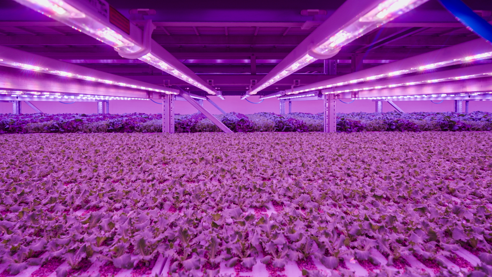 Intervista al Dott. Luca Travaglini Co-fondatore e CTO di Planet Farms 3 PF foto 4 1