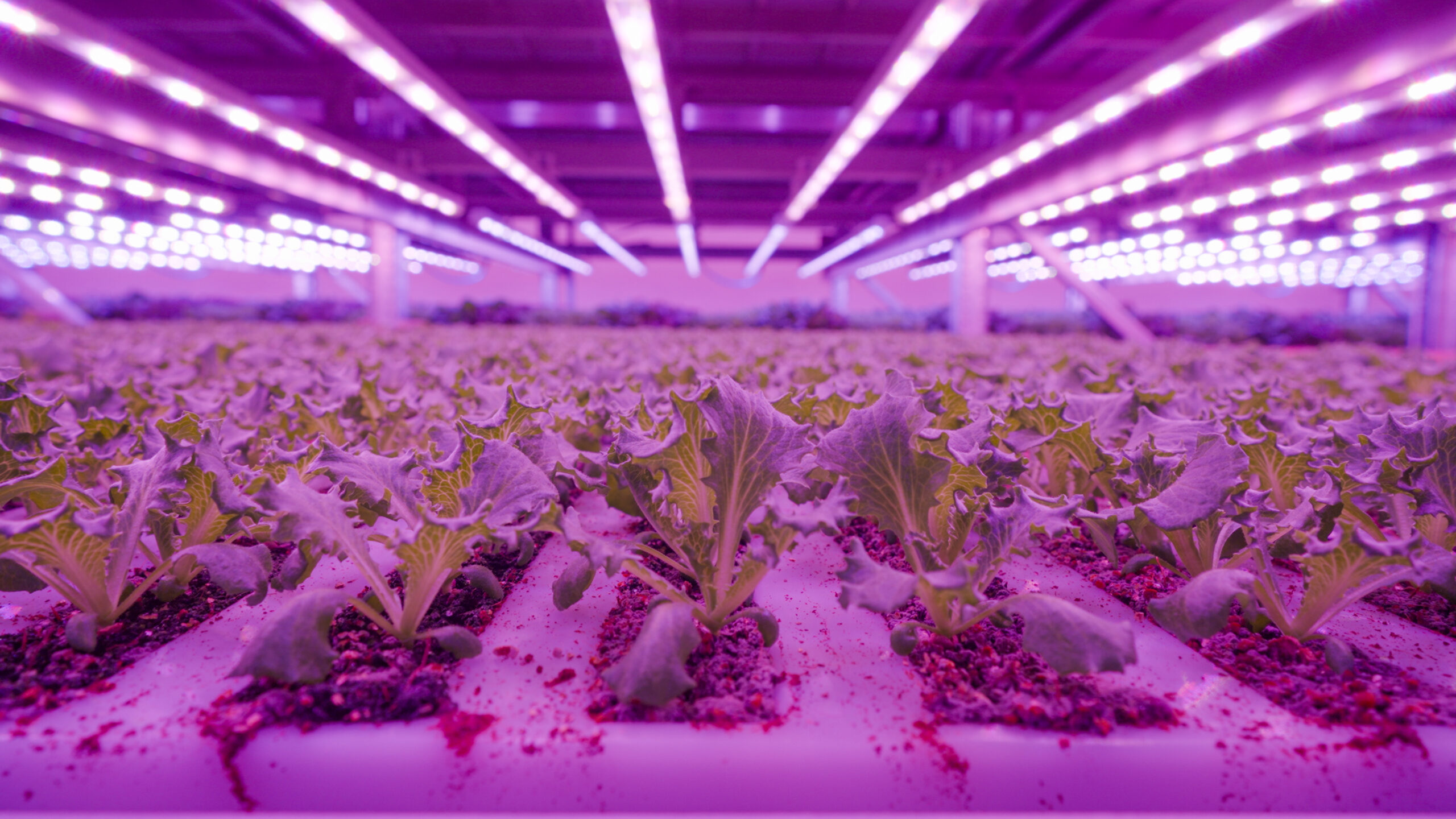 Intervista al Dott. Luca Travaglini Co-fondatore e CTO di Planet Farms 4 PF foto 6