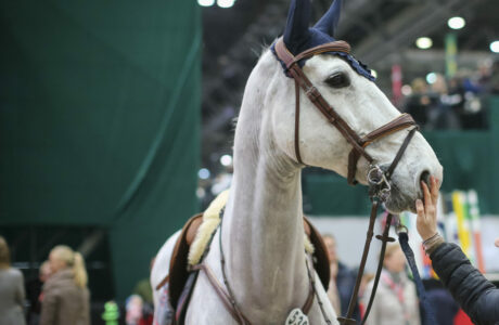 SelleriaEquipe GoldenSuddle Leipzig2023 20230121 SS7 5693 e1768383628841