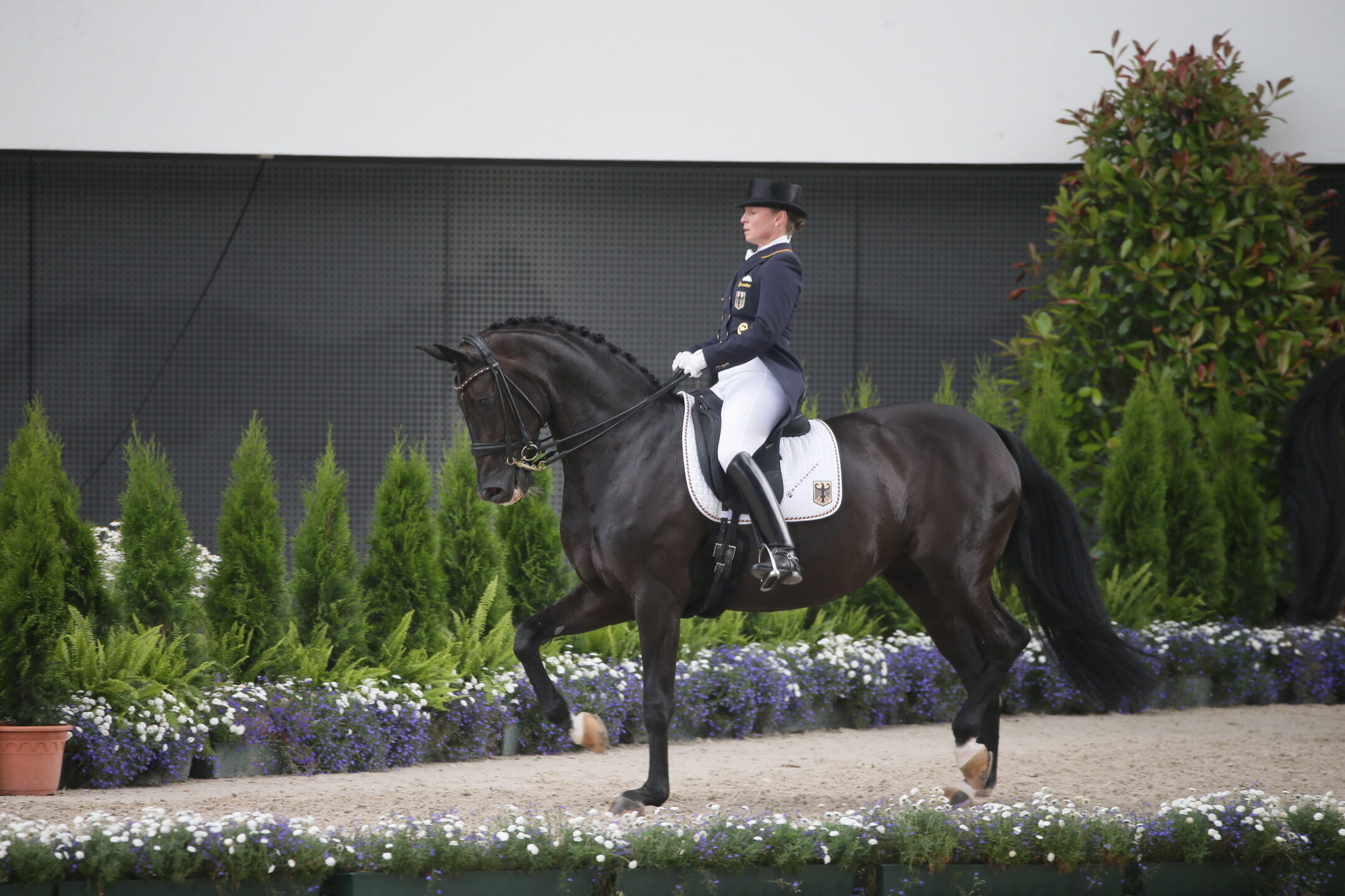 Werth Weihegold Aachen2016 SS7 3353 1