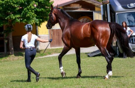 Il benessere del cavallo dopo le gare.